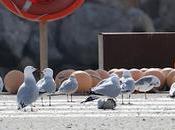 Gaviota Audouin AL22 BZ5C