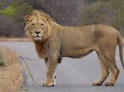 Safari Tanzania: lugares elegir cómo organizarlo.