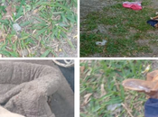 Tamuín, SLP: Varios perros colonia Infonavit mueren envenenamiento