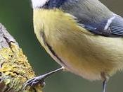 Herrerillo común: inquieto naturaleza