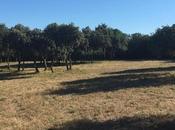 Ideas para caminatas Nîmes Garigue