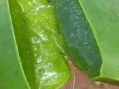 ÁFRICA: Aloe: Receta Crema hidratante manos
