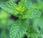 Aceite esencial Menta