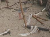 Lluvia Aves Desembocadura Besòs