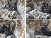 Observando cormoranes moñudos Costa Brava
