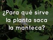 ¿Para sirve planta saca manteca?