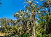 Descubriendo Huerto Cura: Oasis Corazón Elche