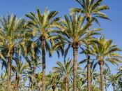 ¿Qué tienen común Elche, España, Cancún, México?