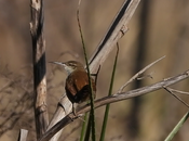 Pajonalera pico recto (Limnoctites rectirostris)