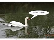 regreso cisne cuántico Pontevedra