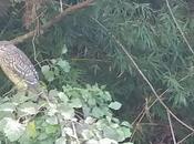 cría criado martinete estuario Miño?