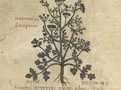 Condimentos historia (romana): cilantro, coriandro, culantro