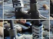 Seis gaviotas Audouin anilladas juntas desembocadura.