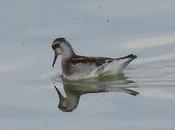 Encuentro Mývatn: Falaropo Picofino
