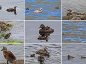 Eider común hembra crías