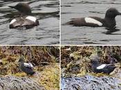 Arao aliblanco plumaje reproductivo