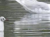 Gavión Hiperbóreo Fiordos Oeste, Islandia