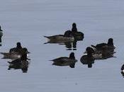 Porrones moñudos lago Mývatn