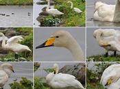 Cisnes Cantores