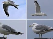 Gaviota cana elegancia alada