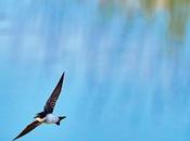 Jonathan Richman Night fever (2025)