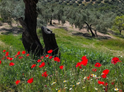 Preguntas-camino respuestas-palabra