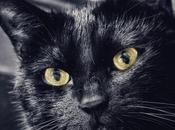 Katu Begirada Mirada Gatuna Aventuras Beltza Pantera Negra Ibarakaldo