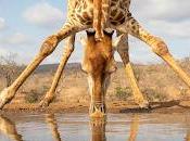 Pensamientos greguerescos (II)