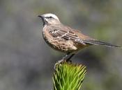 Tenca (Mimus thenca)