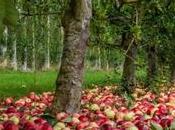 nueva sidra: auge sidras artesanales