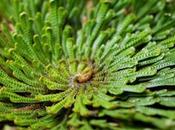 planta engaña muerte: Selaginella lepidophylla, "planta resurrección".