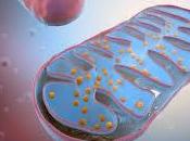 Chispa Vida: Mitocondrias Cloroplastos, Motores Energéticos Célula