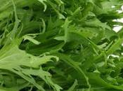 Achicoria: Planta Versátil Sabor Beneficios