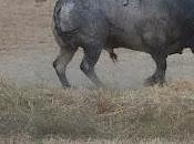 Perros coches contra toro Guadalajara.