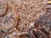 Mueren perros abandonados, agua comida.