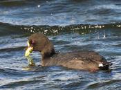 Martin Andes (otoño 2025)