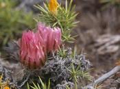 (Austrocactus aonikenkensis)