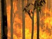 calentamiento global traerá incendios forestales