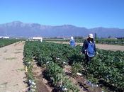 Confesiones temporera