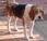 Maki, beagle sobreviviendo solito