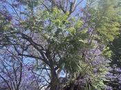 Mundial Árbol: regla 3-30-300