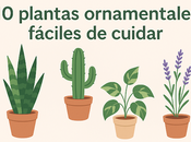 plantas ornamentales fáciles cuidar