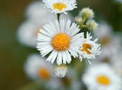 Manzanilla: propiedades, usos medicinales curiosidades