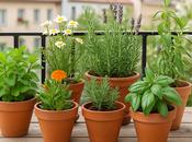 plantas medicinales podés tener maceta cómo cuidarlas)