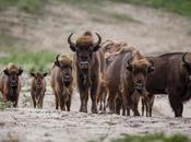 Bisonte europeo: regreso gigante