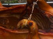 Kuchi Kanka Cuchi Canca: Sabor Ancestral Yungay