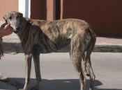 Lala Nacho, pareja galgos preciosos!! (Córdoba)