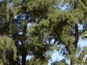 Pino australiano (Casuarina equisetifolia