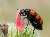Escarabajos eligen menú saludable elegir
