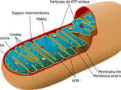 Oncogenes mitocondrias